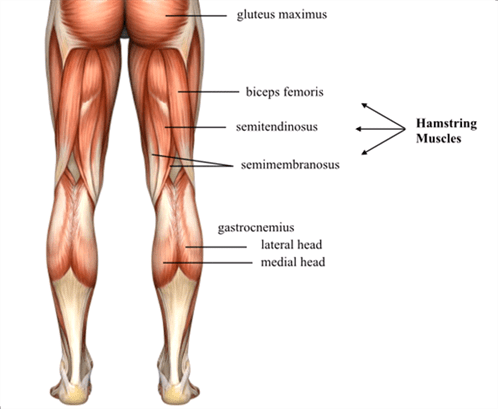 Hamstring, hamstring muscles, hamstring stretches, pulled hamstring, hamstring strain, tight hamstrings, tight hamstrings, hamstring pain, hamstring tendonitis, torn hamstring, hamstring tear, sore hamstrings, hamstring muscle group,physio aberfoyle park, physiotherapy aberfoyle park, aberfoyle park physio, aberfoyle park physiotherapy, physio adelaide, adelaide physio, physiotherapy adelaide, adelaide cbd physio, physio near me, physiotherapy near me, adelaide physiotherapy, physio grenfell st, physio north terrace, physio king william st, physio gawler place, physio beverley, physiotherapy beverley, beverley physio,beverley physiotherapy, physio burnside, physiotherapy burnside, burnside physio, burnside physiotherapy, physio campbelltown, physiotherapy campbelltown, campbelltown physio, campbelltown physiotherapy, holden hill physio, physio holden hill, holden hill physiotherapy, holden hill physio, physio city east, physiotherapy city east, city east physio,city east physiotherapy, physio hutt st, physio halifax st, physio pulteney st, physio christies beach, physiotherapy christies beach, christies beach physio, christies beach physiotherapy, physio marion, physiotherapy marion, marion physio, marion physiotherapy, physio melrose park, physiotherapy melrose park, physiotherapy melrose park, melrose park physio, melrose park physiotherapy, physio morphett vale, physiotherapy morphett vale, morphett vale physio, morphett vale physiotherapy, physio Hamstring, hamstring muscles, hamstring stretches, pulled hamstring, hamstring strain, tight hamstrings, tight hamstrings, hamstring pain, hamstring tendonitis, torn hamstring, hamstring tear, sore hamstrings, hamstring muscle group,physio aberfoyle park, physiotherapy aberfoyle park, aberfoyle park physio, aberfoyle park physiotherapy, physio adelaide, adelaide physio, physiotherapy adelaide, adelaide cbd physio, physio near me, physiotherapy near me, adelaide physiotherapy, physio grenfell st, physio north terrace, physio king william st, physio gawler place, physio beverley, physiotherapy beverley, beverley physio,beverley physiotherapy, physio burnside, physiotherapy burnside, burnside physio, burnside physiotherapy, physio campbelltown, physiotherapy campbelltown, campbelltown physio, campbelltown physiotherapy, holden hill physio, physio holden hill, holden hill physiotherapy, holden hill physio, physio city east, physiotherapy city east, city east physio,city east physiotherapy, physio hutt st, physio halifax st, physio pulteney st, physio christies beach, physiotherapy christies beach, christies beach physio, christies beach physiotherapy, physio marion, physiotherapy marion, marion physio, marion physiotherapy, physio melrose park, physiotherapy melrose park, physiotherapy melrose park, melrose park physio, melrose park physiotherapy, physio morphett vale, physiotherapy morphett vale, morphett vale physio, morphett vale physiotherapy, physio newton, physiotherapy newton, newton physio, newton physiotherapy, physio plympton, physiotherapy plympton,plympton physio, plympton physiotherapy, physio gawler place, physiotherapy gawler place, gawler place physio, gawler place physiotherapy, sports physio, sports physiotherapy, sports physio near me, physio sport, sports physiotherapy near me