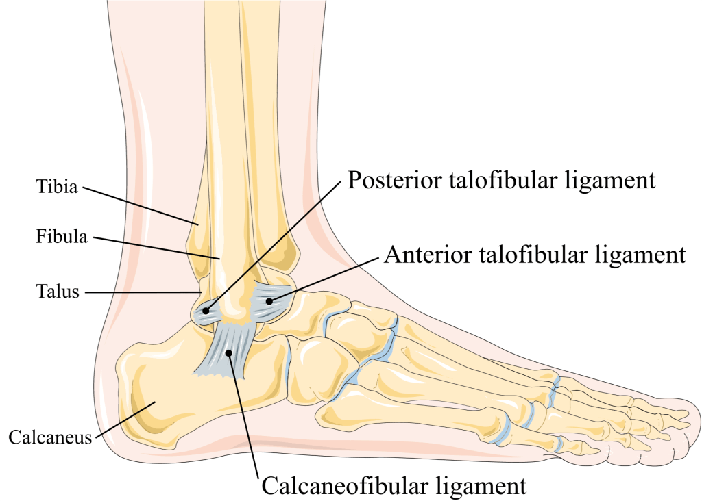 adelaide physio, physio adelaide, physio appt today, physio near me, physio open now